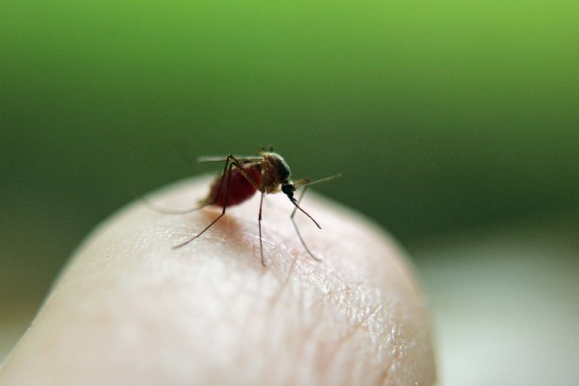 蚊に刺されるとかゆいのはなぜ？痒みの原因と理由