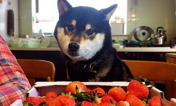 犬は苺を食べれるの？～いちごの成分や食べさせる時の注意点について～